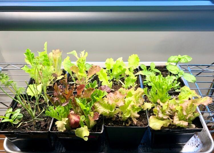 Easy Information To Rising Lettuce, Herbs, and Microgreens Indoors