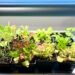 Easy Information To Rising Lettuce, Herbs, and Microgreens Indoors