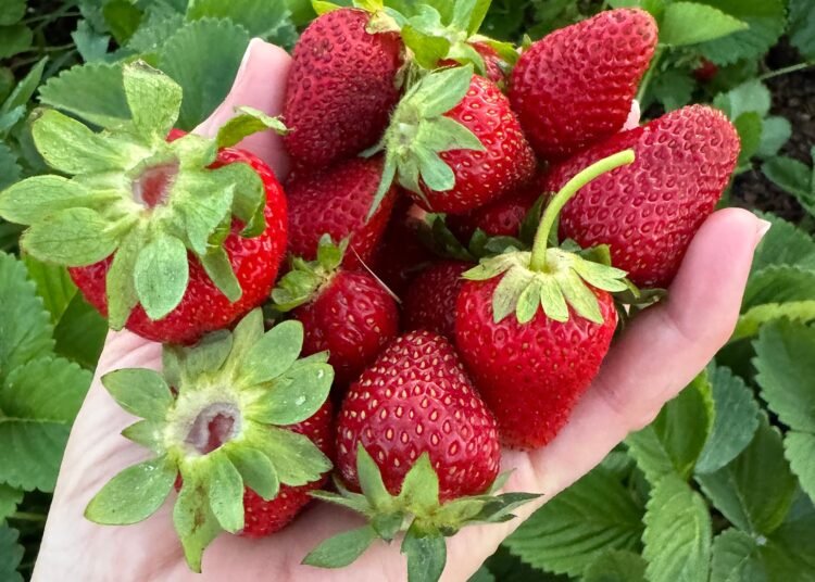 Friday Ideas: Life These days – Mel’s Kitchen Cafe