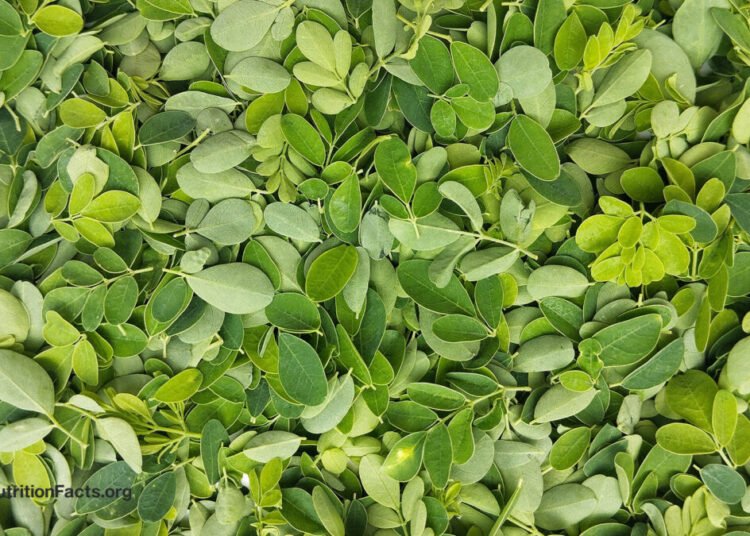Is Moringa the Most Nutritious Meals? 
