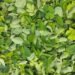 Is Moringa the Most Nutritious Meals? 