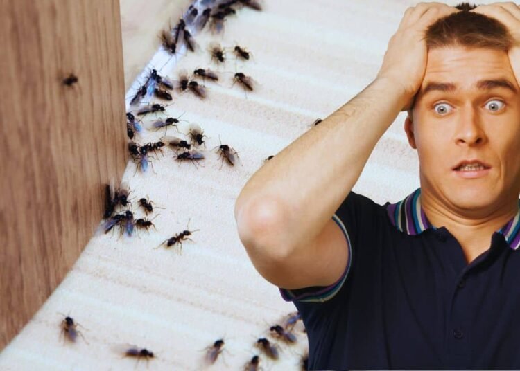 10 Objects in Your Pantry Might Be Attracting Ants