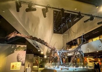 Discover Actual Dinosaur Bones at Lee Kong Chian Pure Historical past Museum – dixonthum