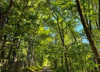 The Little Issues Publication #489 – Life, laughter, and plenty of nice meals!