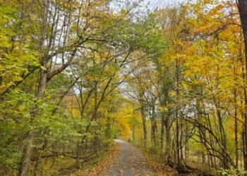 The Little Issues E-newsletter #492 – Life, laughter, and many nice meals!