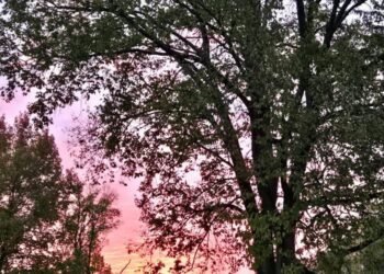 The Little Issues E-newsletter #494 – Life, laughter, and many nice meals!