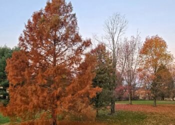 The Little Issues E-newsletter #495 – Life, laughter, and many nice meals!