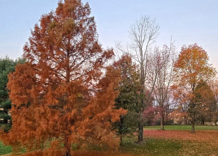 The Little Issues E-newsletter #495 – Life, laughter, and many nice meals!