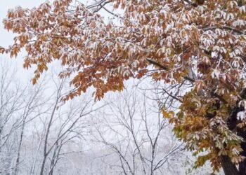 The Little Issues E-newsletter #496 – Life, laughter, and many nice meals!