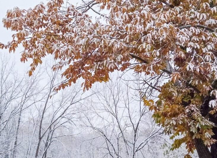 The Little Issues E-newsletter #496 – Life, laughter, and many nice meals!