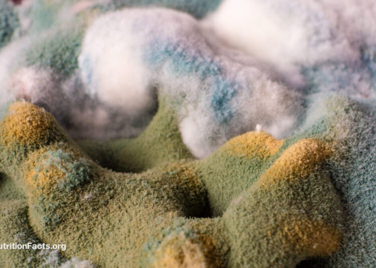 Are the Results of Ochratoxin Regarding?