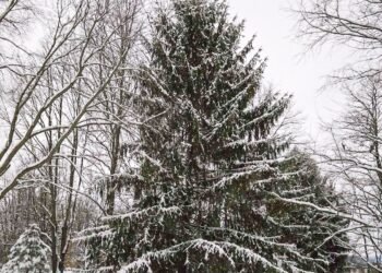 The Little Issues E-newsletter #500 – Life, laughter, and many nice meals!