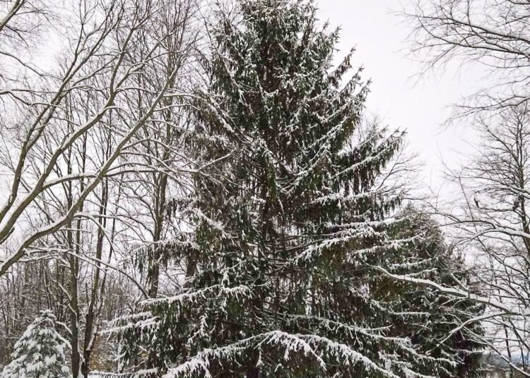 The Little Issues E-newsletter #500 – Life, laughter, and many nice meals!