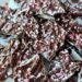 OREO PEPPERMINT BARK – The Southern Girl Cooks
