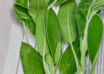 Well being Advantages of Sage – Panlasang Pinoy