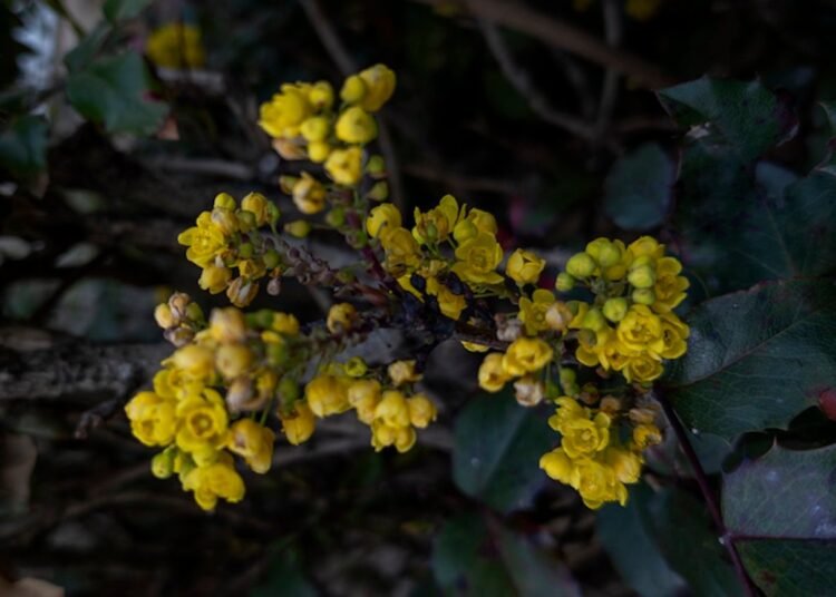 That is How A lot Berberine You Ought to Take, In accordance with a RD