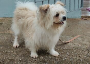 What Having a Pet Really Means: Practical Issues to Take into account